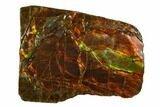 1.2" Iridescent Ammolite - Fossil Ammonite Shell - #130735-1